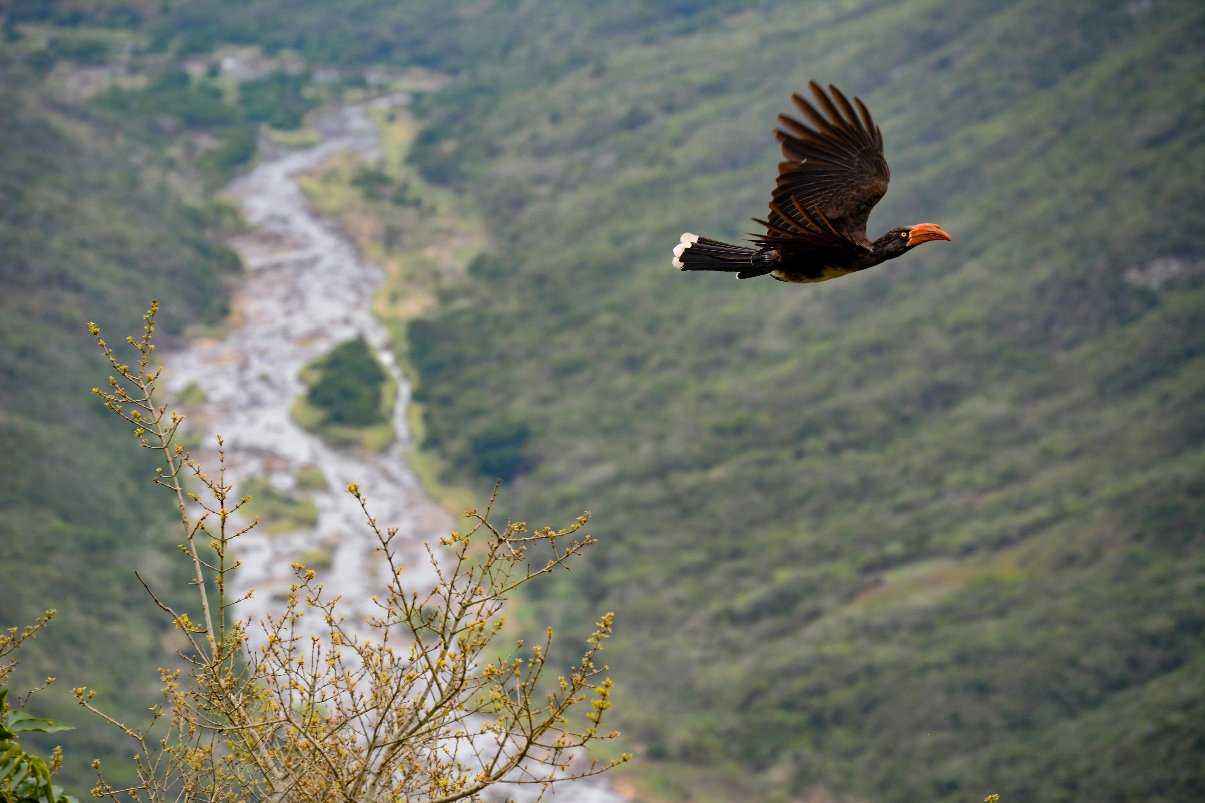 Colca Canyon, Southern Highlands