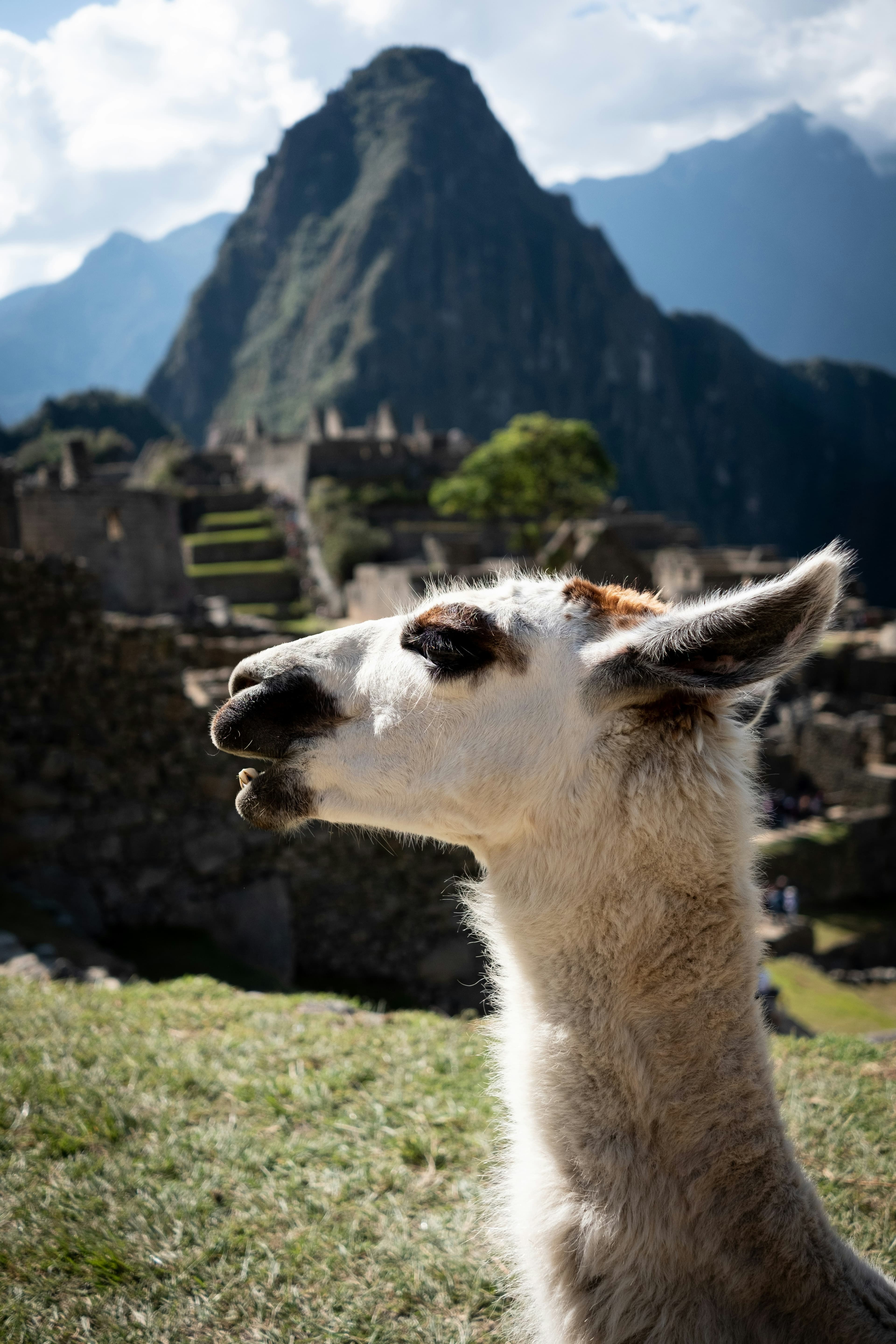Machu Picchu — detail 02