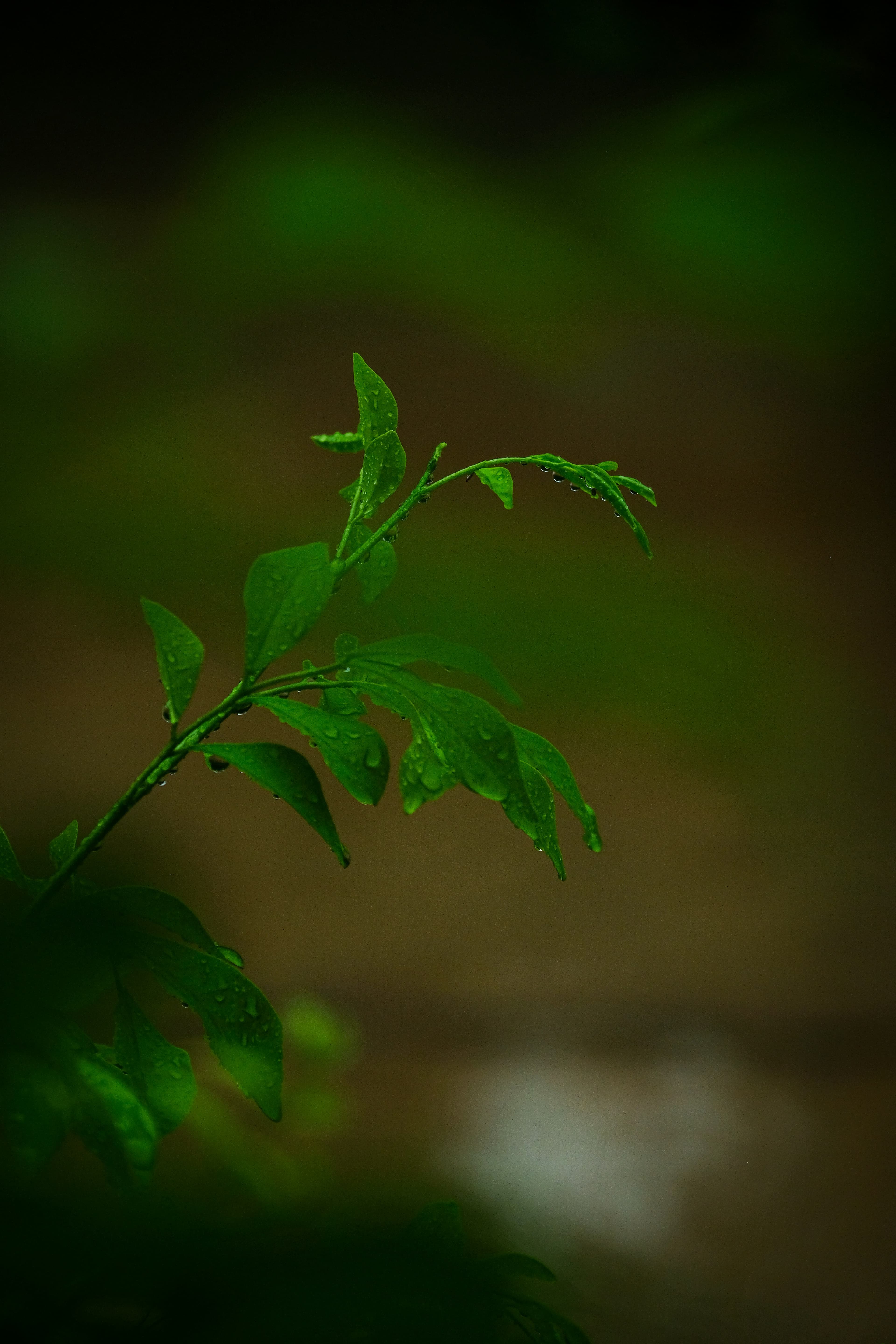 Tambopata — detail 01