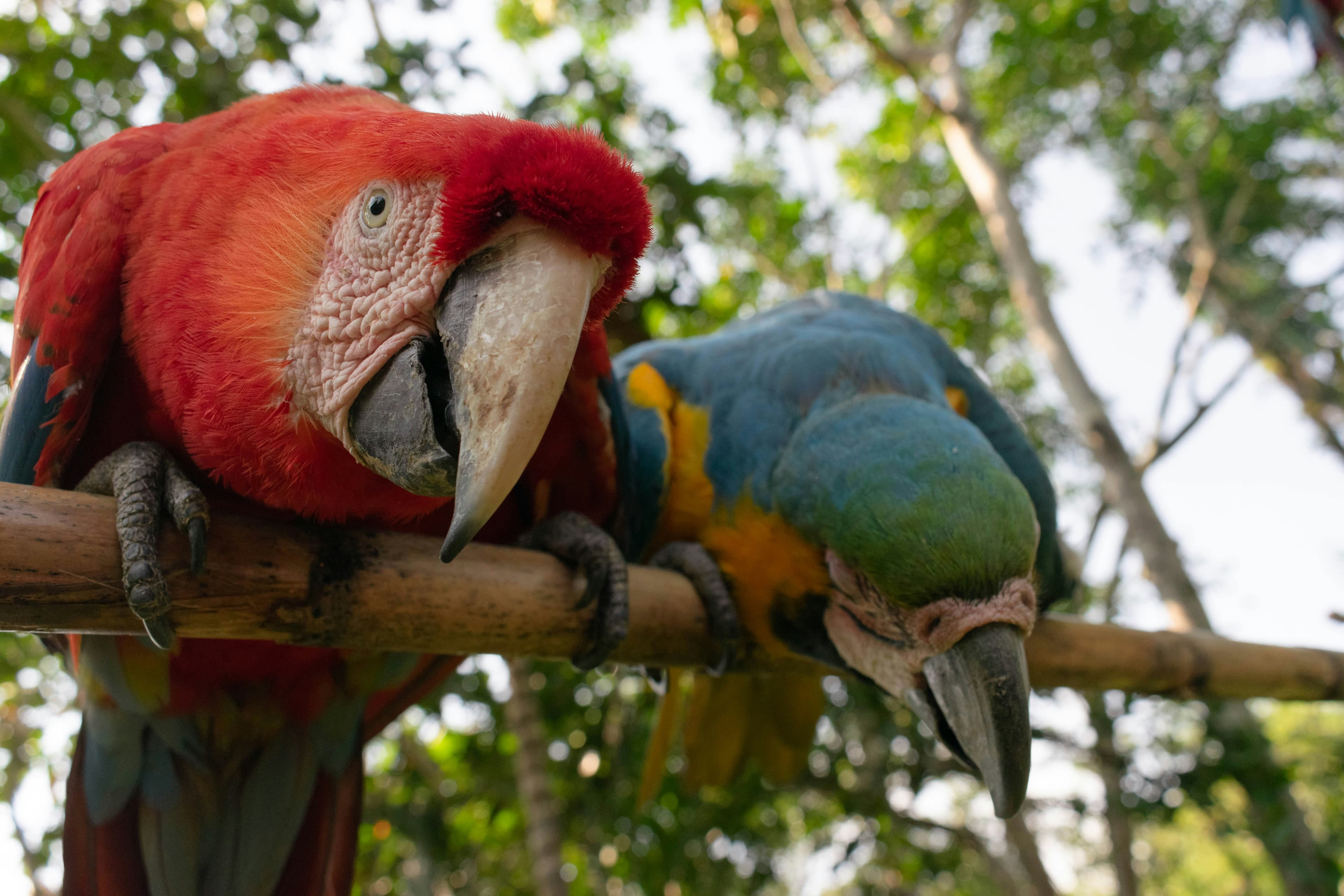 Tambopata, Amazon